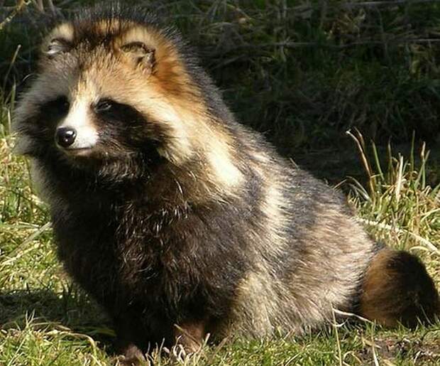 rareanimals24 rareanimals24 Животные, о существовании которых вы может даже и не знали