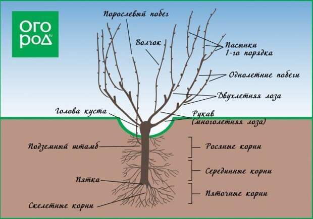 Обрезка винограда схема