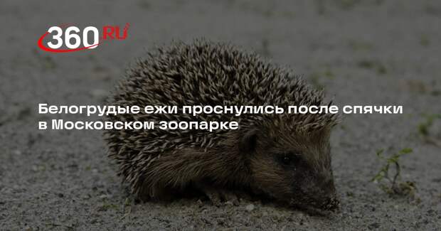 Белогрудые ежи проснулись после спячки в Московском зоопарке