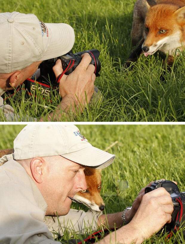 фотограф, лиса