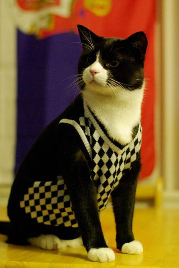 стильные кошки, кошки в модной одежде, модные коты
