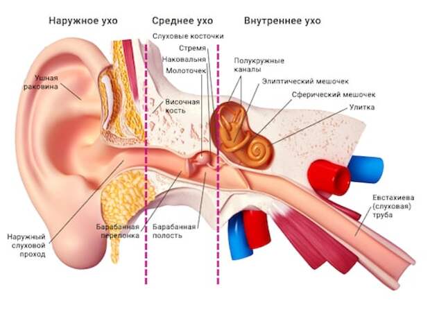 строение уха фото