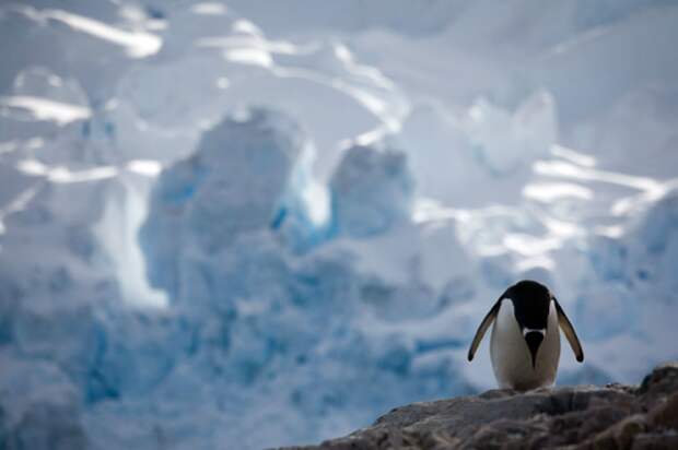 Жизнь пингвинов Антарктики