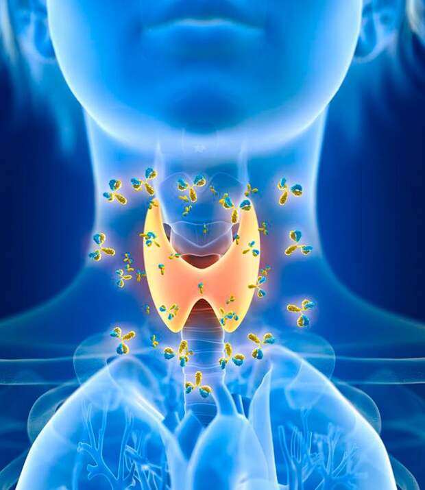Рацион для профилактики и терапии дисфункций щитовидки
