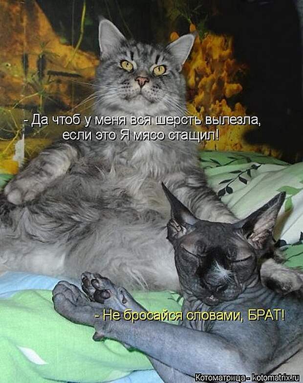 1428677884_kotomatricy-3