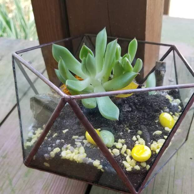 Photo by Denise Seegobin-Lifestyle Blog on August 06, 2020. Image may contain: 1 person, plant.