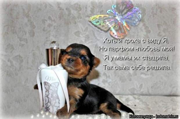 Забавные животные (50 фото)