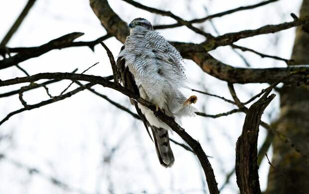 У тетеревятников мерзнут лапы в петербургские морозы
