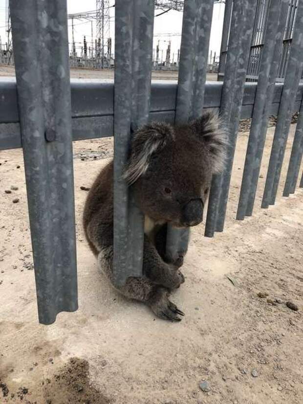 коала застряла в заборе
