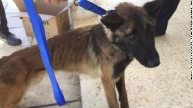 Собачья верность и человеческая неблагодарность, или Почему американские псы-саперы умирают в Иордании