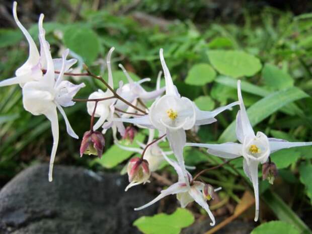 Горянка, или Эпимедиум Юнга 'Niveum' (Epimedium x youngianum)