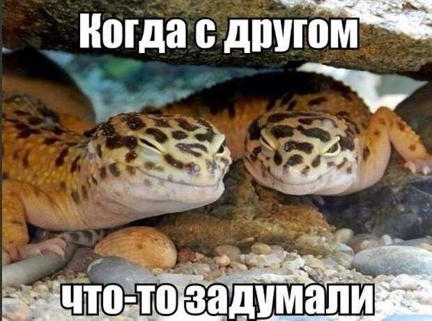 Прикольные картинки. Дневной выпуск (54 фото)