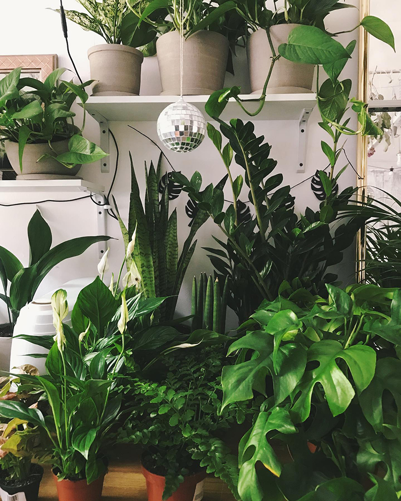 Plant Me