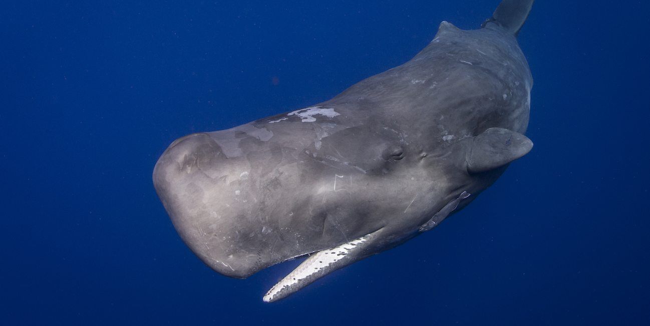 https://wildfor.life/sites/default/files/species/hero/ellen_cuylaerts_sperm_whale_1.jpg