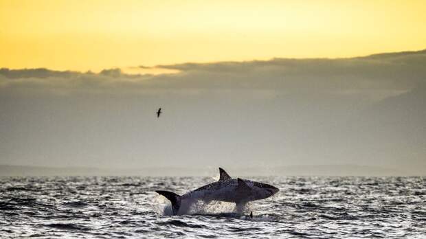 great white shark breaching from the water