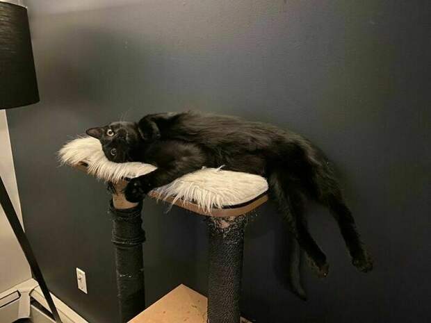 17 уморительных снимков котов, которые занимаются дуракавалянием