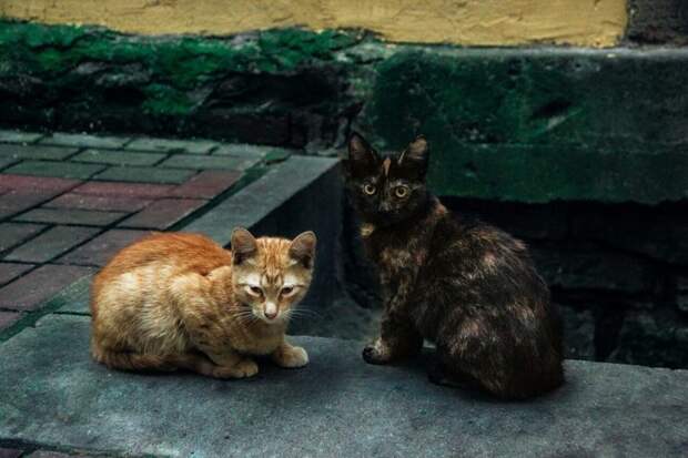 Очень колоритные уличные коты бродячая кошка, бродячие животные, городская жизнь, кот, кошка, уличная жизнь, уличная кошка, эстетика