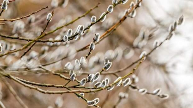 Прохладная погода ожидает москвичей на этой неделе