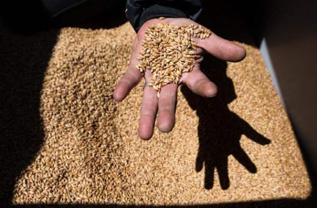 ГМО: почему правительство ограничивается полумерами