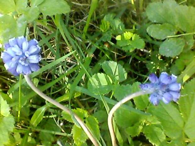 Все синие цветы...
