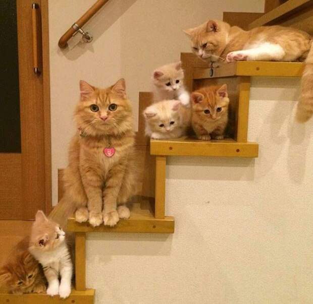 Гордые мамы-кошки, кошки со своими котятами 