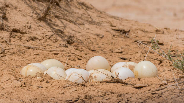 Археологи нашли в израильской пустыне запас страусиных яиц, которым 7000 лет