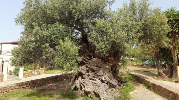 Самое старое в мире оливковое дерево растёт на Крите и всё еще плодоносит