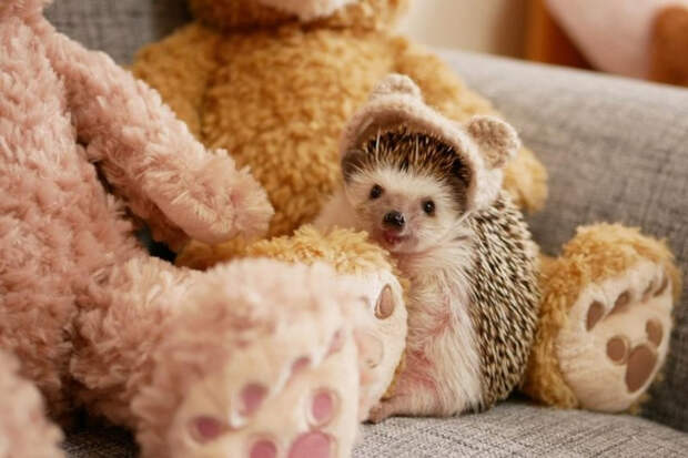 155007072_790663128229320_2412834684130365561_n.jpg (700x466, 293Kb)