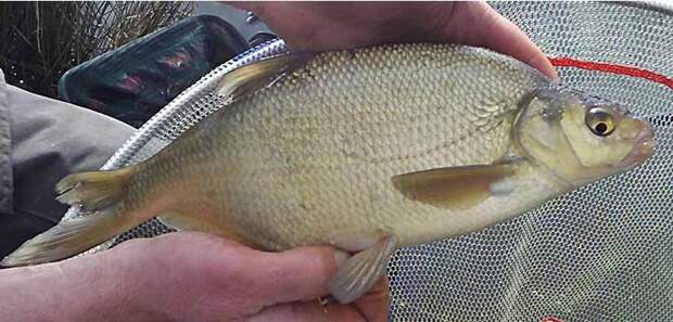 Самый большой лещ в мире. Можно ли найти трофей сейчас?