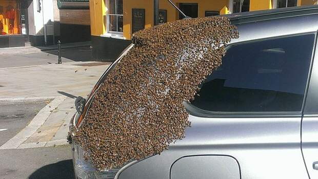 Рой пчёл два дня преследовал автомобиль, хозяин машины с трудом избавился от них пчелы, рой