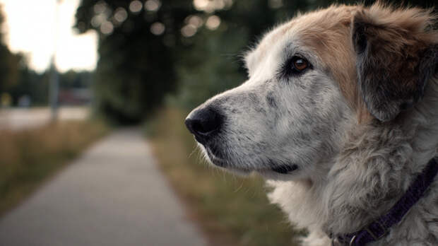 Чудесное спасение: собака вернулась к хозяйке спустя пять лет разлуки