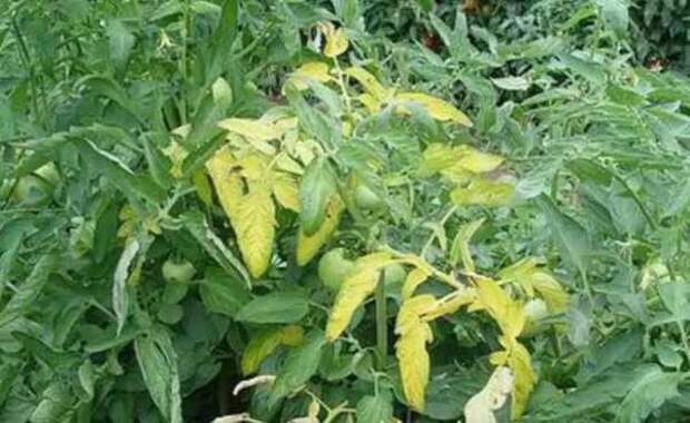 Желтеют листья у томатов в открытом грунте. Желтеют листья у томатов в открытом грунте. Курчавость рассады томатов. Желтеют листья у томатов в открытом грунте. Пожелтение рассады помидор.