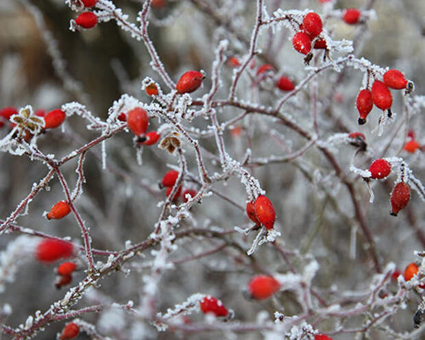 Зимняя природа