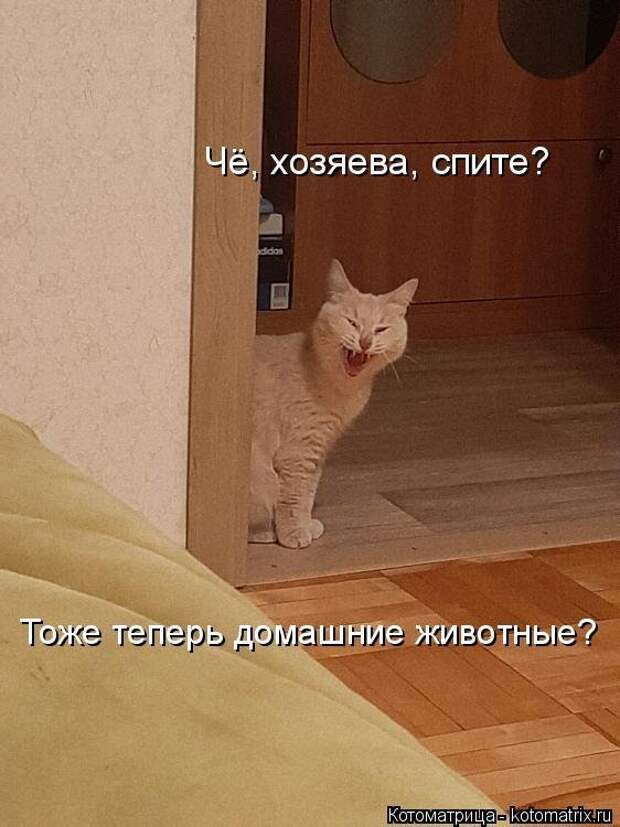 Субботняя котоматрица для всех (23 фото)