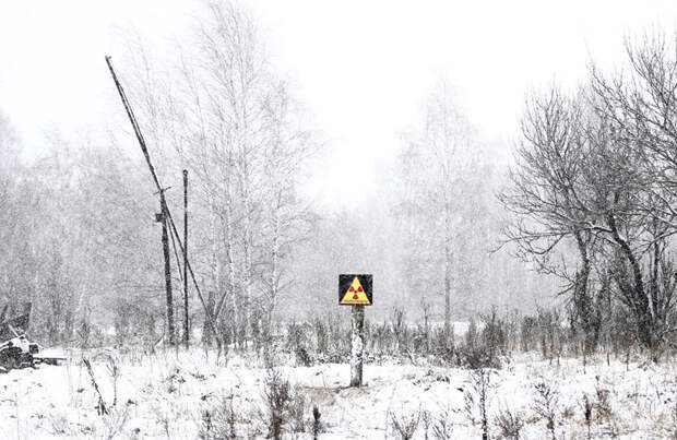 Чернобыль: дикая природа возвращается
