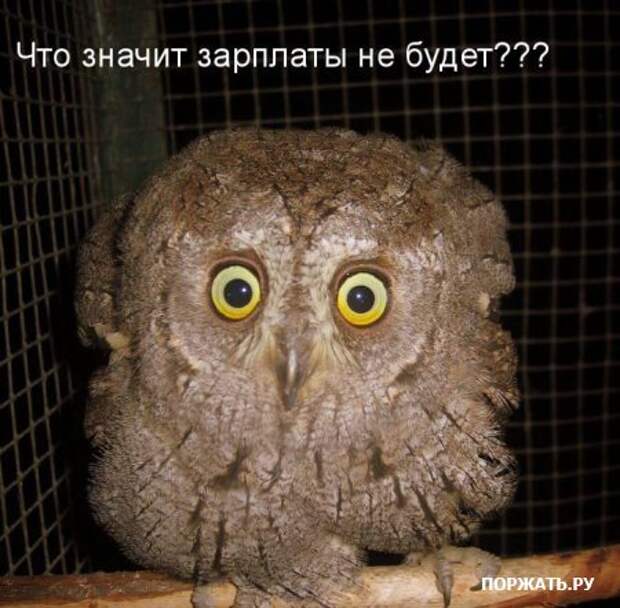 Ржачные картинки животных, смешные надписи.