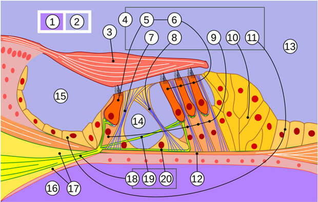 Рис. 2. Строение кортиева органа