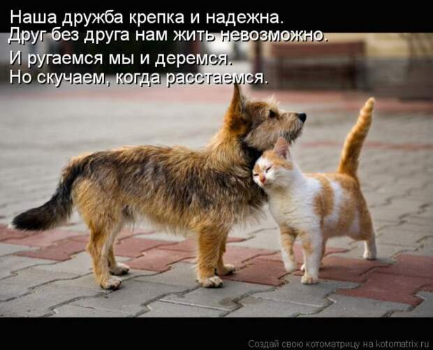 Лучшие котоматрицы за неделю