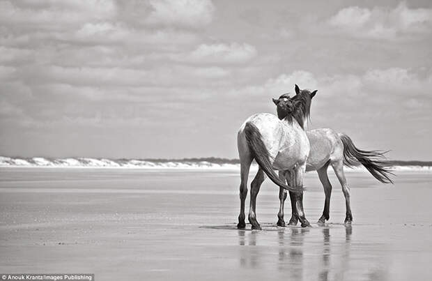 Считается, что эти лошади были завезены на остров два века назад. Фото: Anouk Masson Krantz.