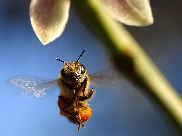 Тысячи пчел выжили после 50-дневного пребывания под пеплом вулкана Ла-Пальма