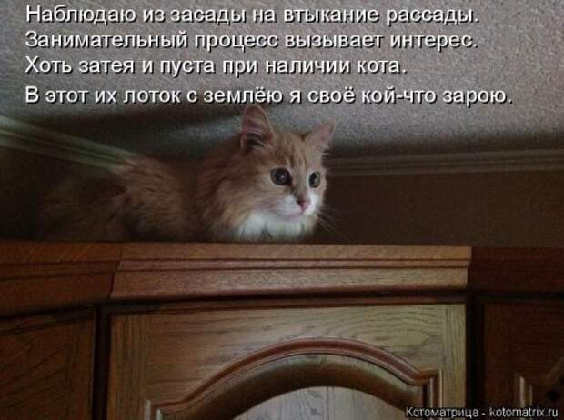 Новая котоматрица на Бугаге (38 фото)