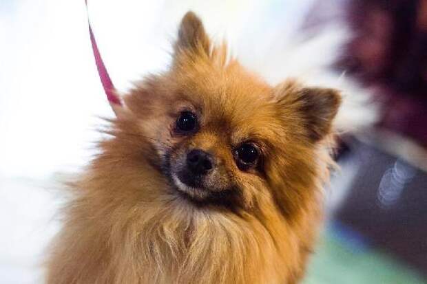 Новые правила для владельцев животных: уборка в подъездах и запрет на походы в магазины