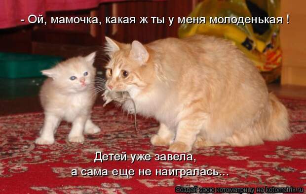 Котоматрица - - Ой, мамочка, какая ж ты у меня молоденькая ! Детей уже завела, а сам