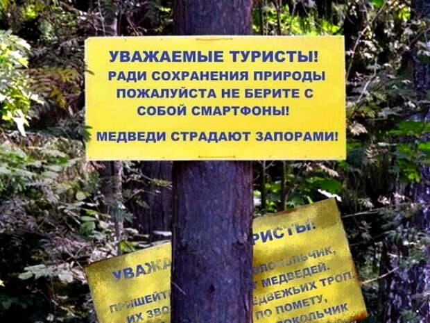 Мишки не переваривают смартфоны. | Фото: Seldon.News. Мишки не переваривают смартфоны. | Фото: Seldon.News.