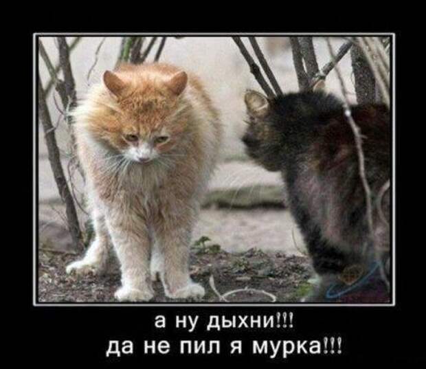 Демотиваторы про животных Демотиваторы про животных