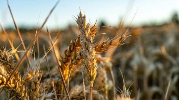 Блогер Колясников предрек Европе жестокую драку за российские газ и пшеницу