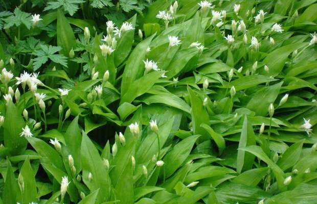 Черемша – это удивительное растение, которое сочетает в себе свойства лука и чеснока