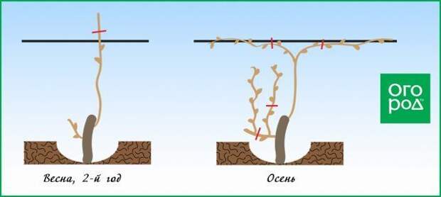 Обрезка винограда схема
