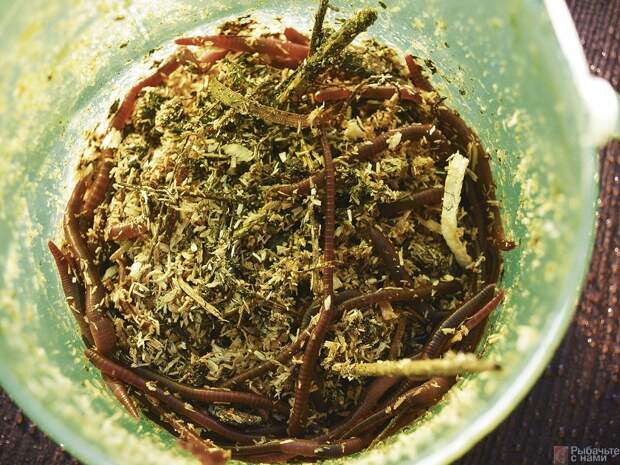 Не желая помещать содержимое компостной кучи в емкость с червями, можно хранить червей несколько дней во влажных, не обработанных химикатами опилках. Черви в них очищаются.