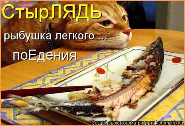 Кулинарные котоматрицы